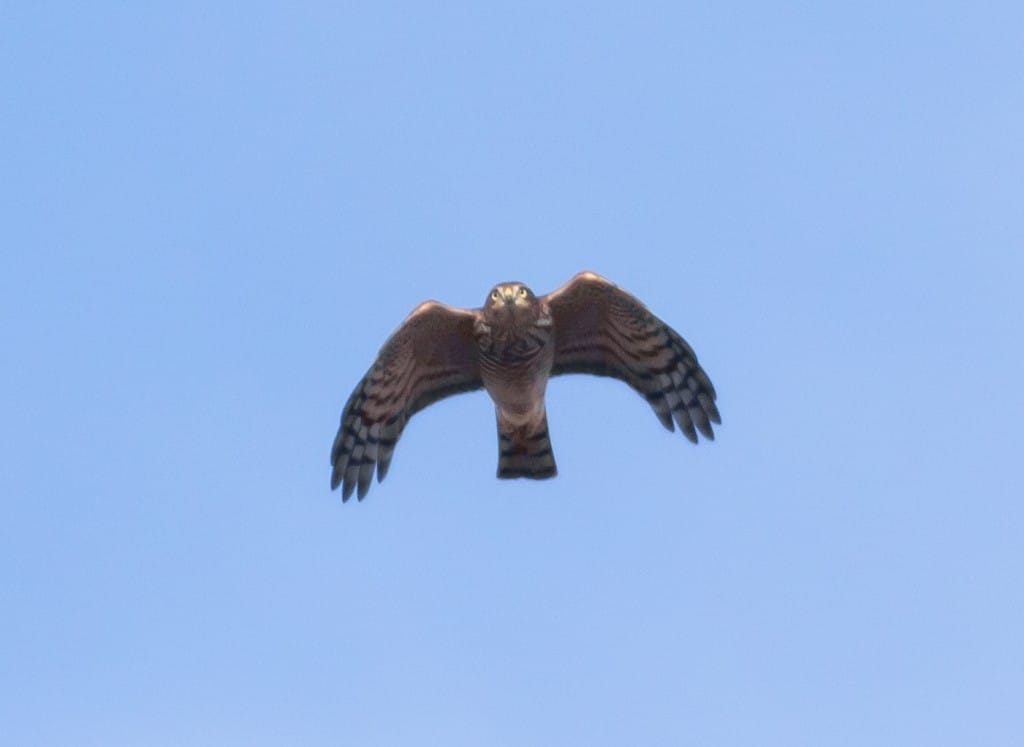 Sparrowhawk, Buckton, by Paul Reed