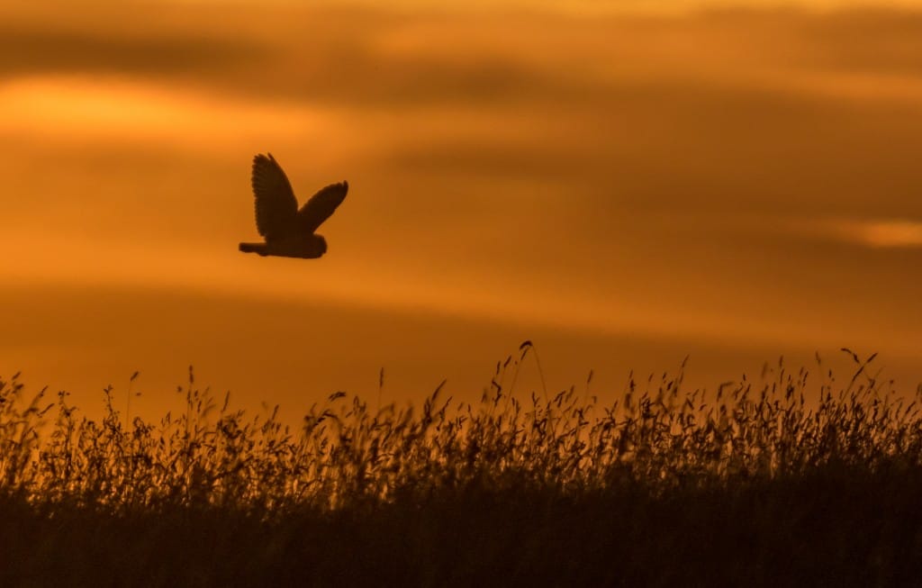 Short-eared Owl, Buckton, by Paul Reed