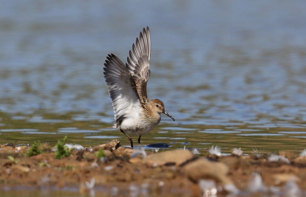 Dunlin, Thornwick Pools, by Alan Walkington