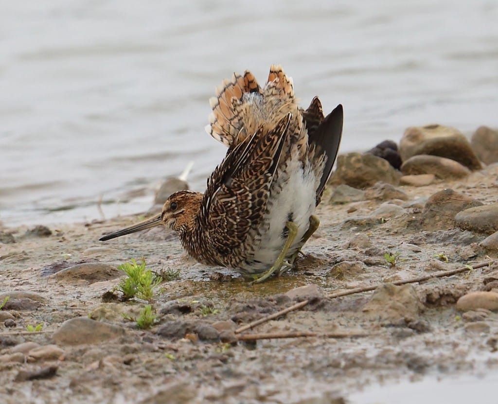 Snipe, Thornwick Pools, by Alan Walkington