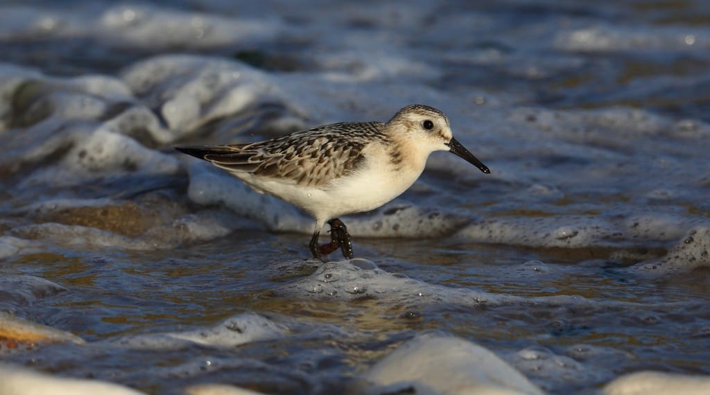 Sanderling, Flamborough, by Alan Walkington