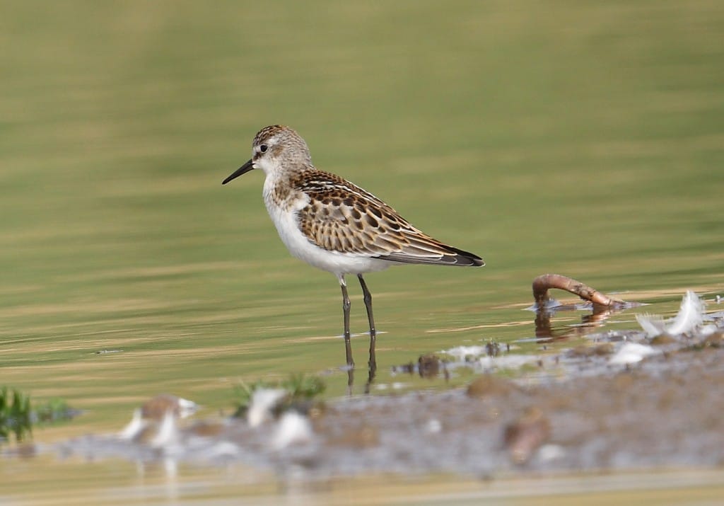 Little Stint, Thornwick Pools, by Alan Walkington