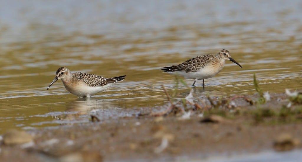 Curlew Sandpipers, Thornwick Pools, by Alan Walkington