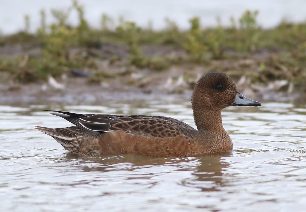 Wigeon, Thornwick Pools, by Craig Thomas