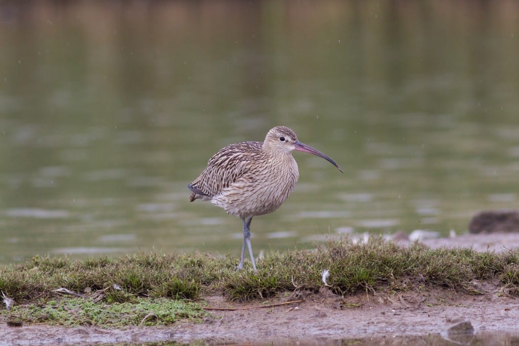 Curlew, Thornwick Pools, by Dave Aitken