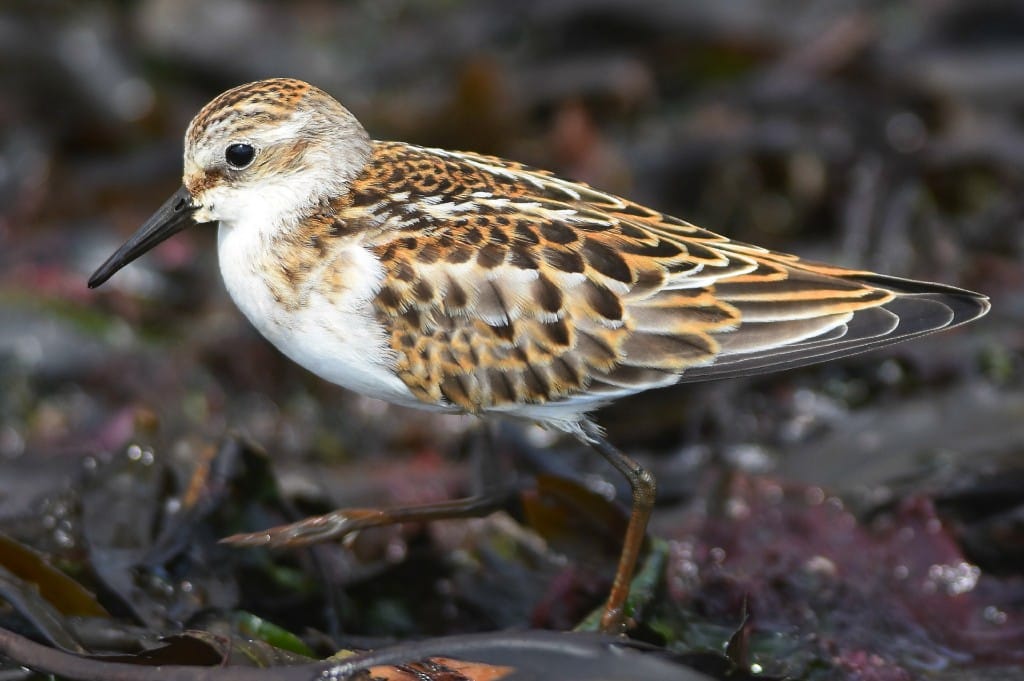 Little Stint, South Landing, by Andy Hood