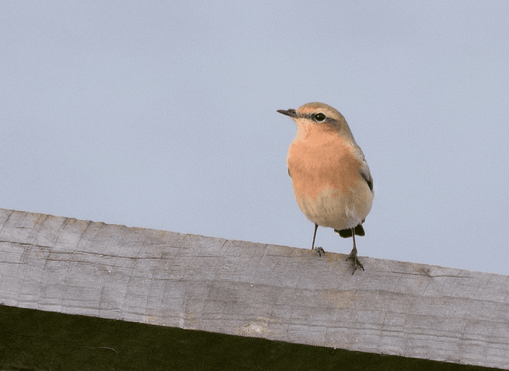 Wheatear, Outer Head, by Don Hustings