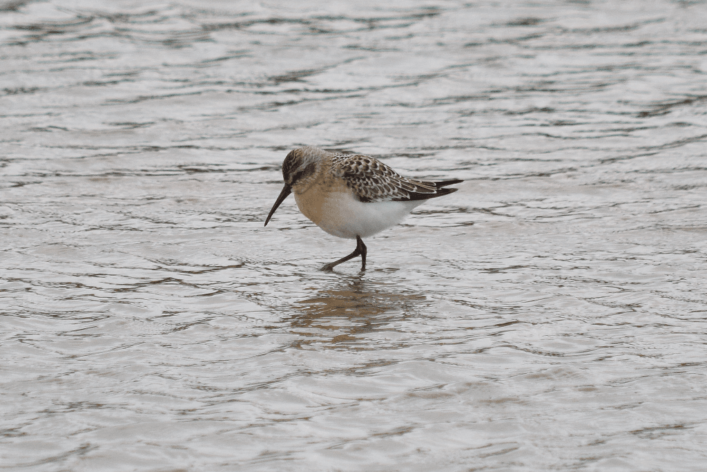 Curlew Sandpiper, Thornwick Pools, by Don Hustings