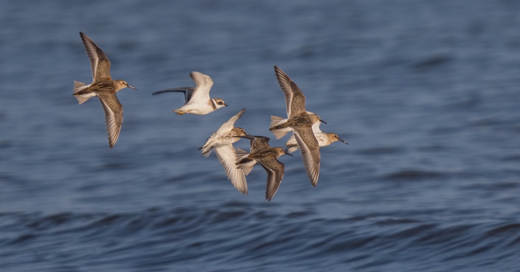 Dunlin and Ringed Plover, South Landing, by Paul Reed