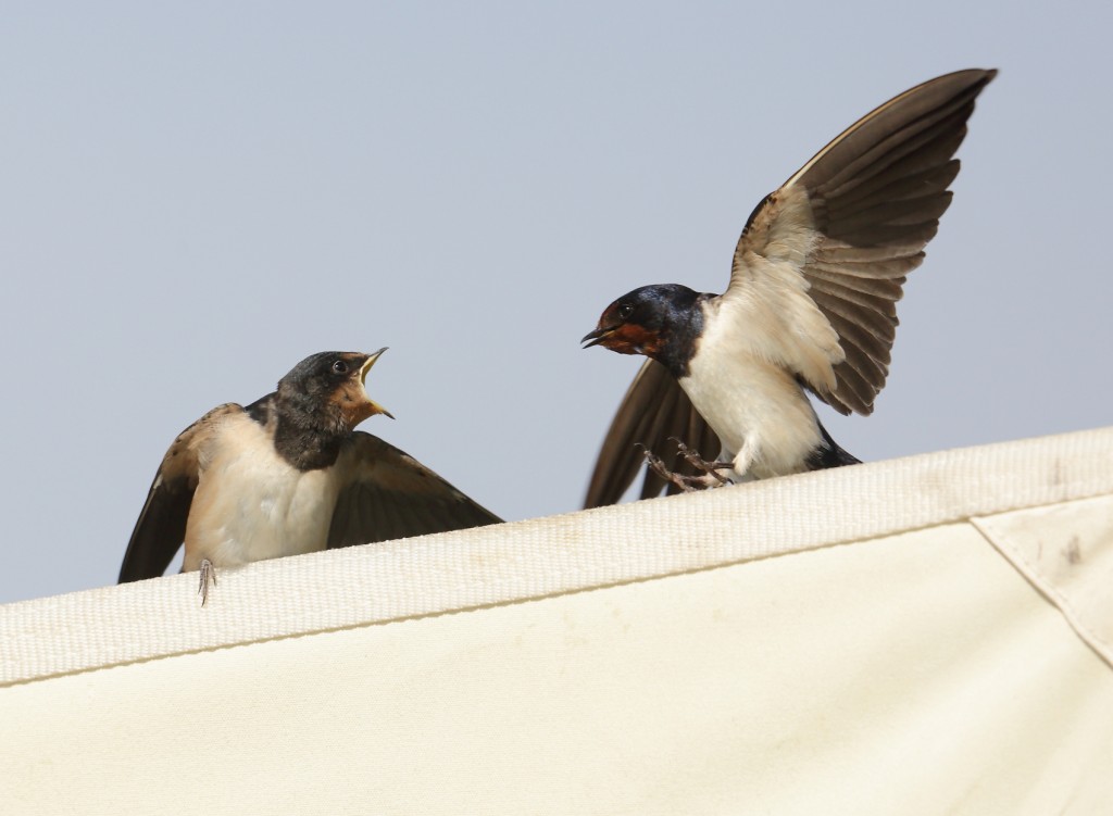 Swallows, Thornwick, by Alan Walkington