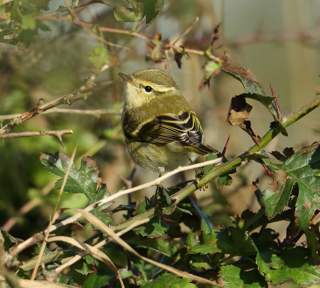 Yellow-browed Warbler, Outer Head, by Alan Walkington