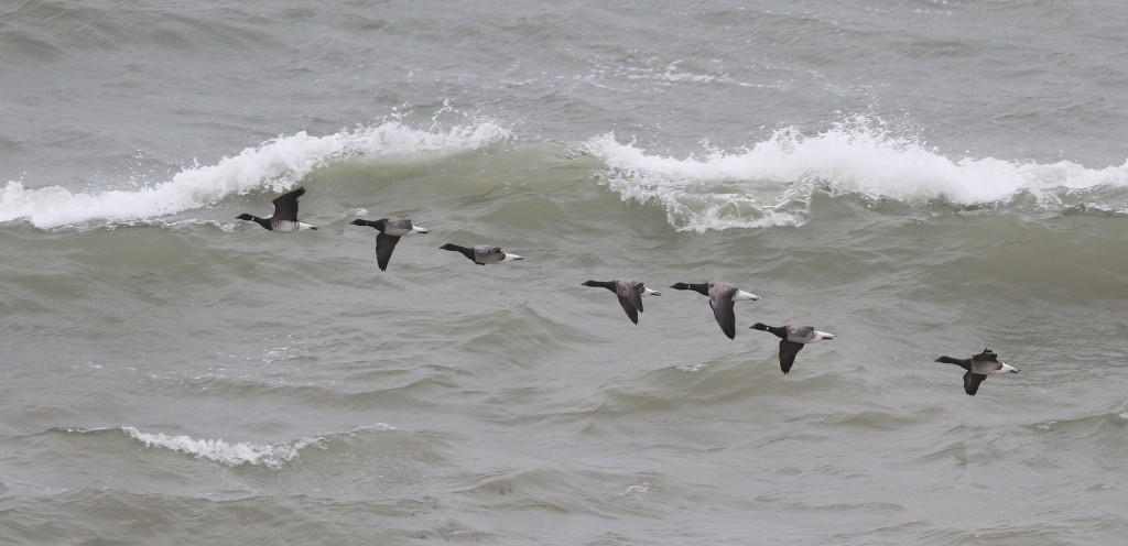 Pale-bellied Brent Geese, fog station, by Craig Thomas