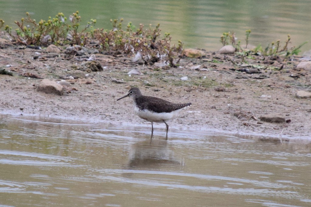 Green Sandpiper, Thornwick Pools, by Don Hustings