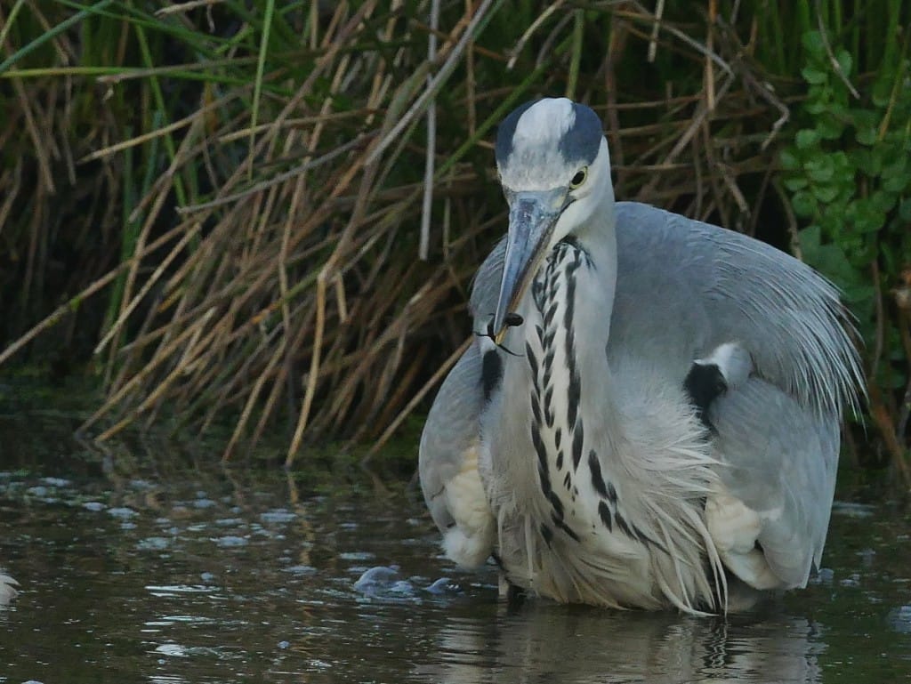 Grey Heron, Flamborough, by Mike Smith