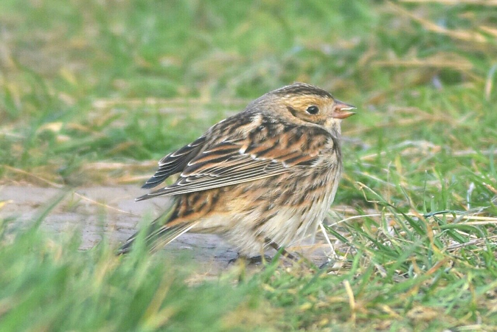 Lapland Bunting, North Marsh, by Andy Hood