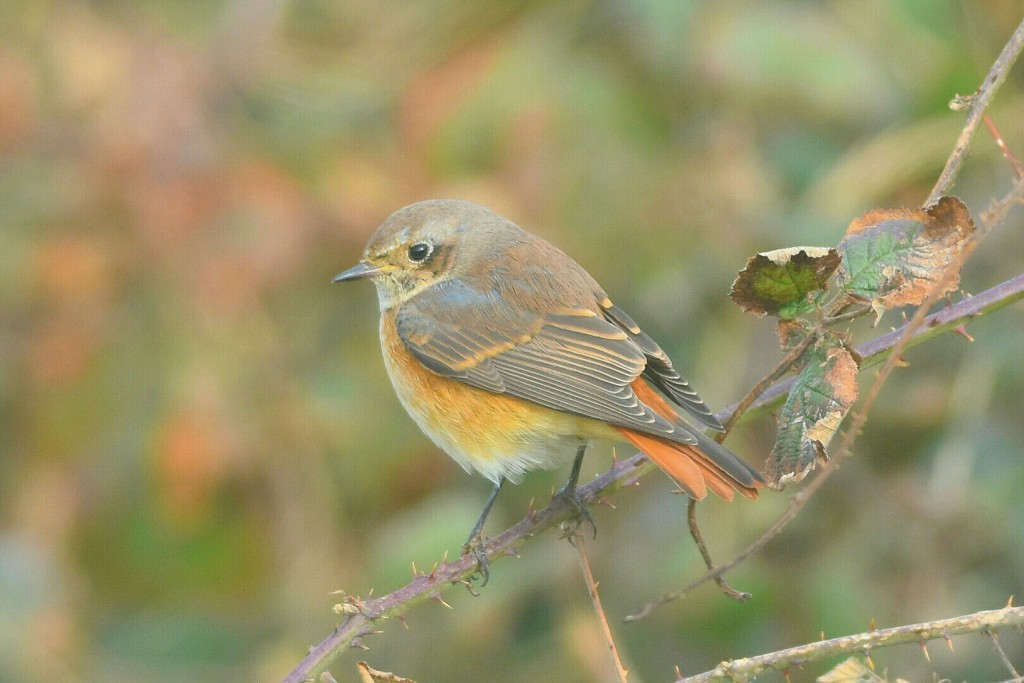 Redstart, Old Fall, by Andy Hood