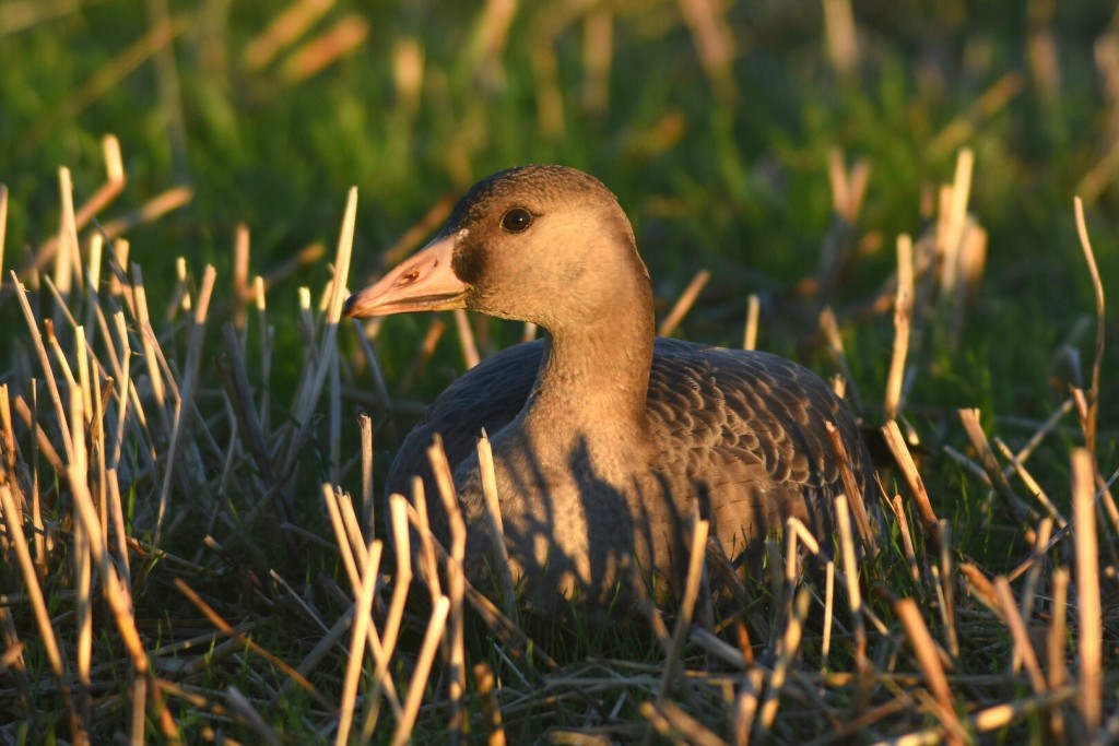 juvenile White-fronted Goose, Oceanview, by Andy Hood