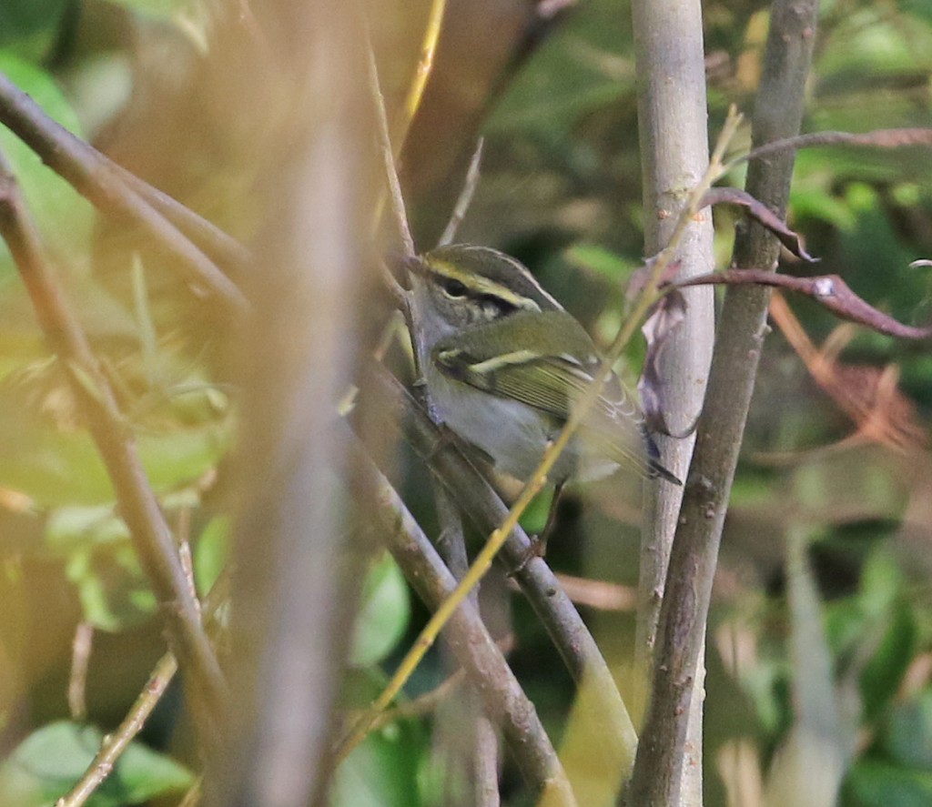 Pallas's Warbler, Golf Course Willows, by Lee Johnson