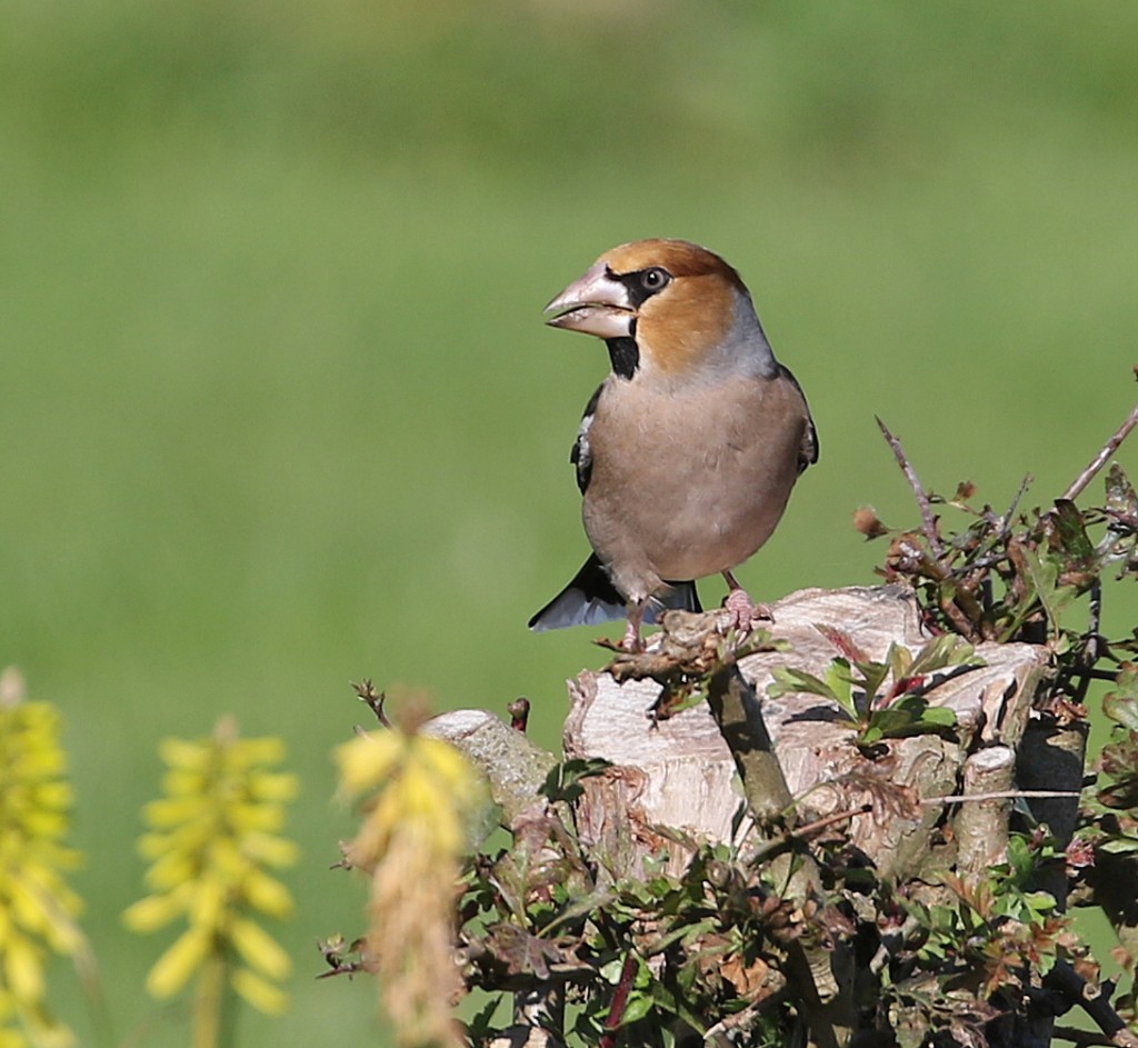 Hawfinch, outer head, by Lee Johnson