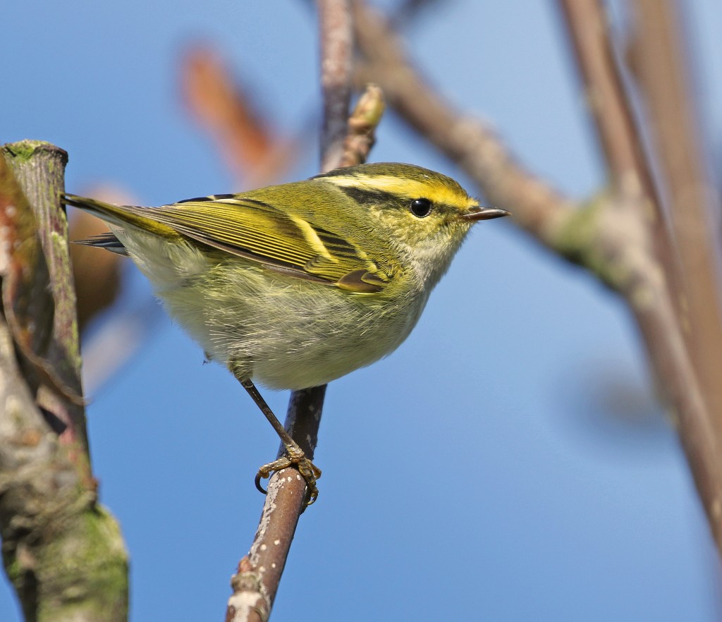 Pallas's Warbler, Thornwick Camp, by Lee Johnson