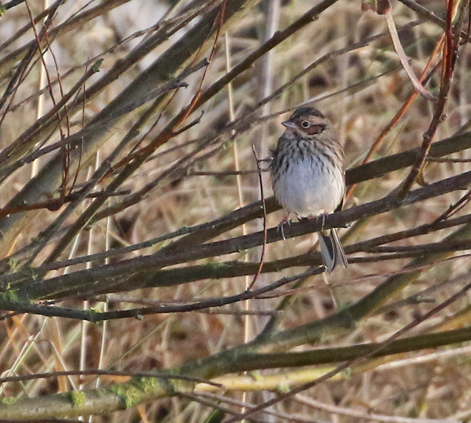 Little Bunting, outer head, by Lee Johnson