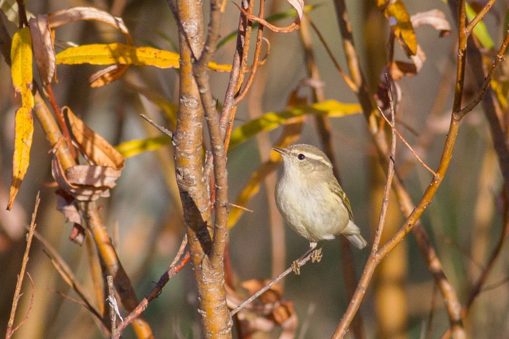 Hume's Warbler, Thornwick Pools, by Dave Aitken