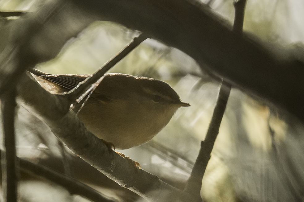 Dusky Warbler, Outer Head, by Andrew Allport