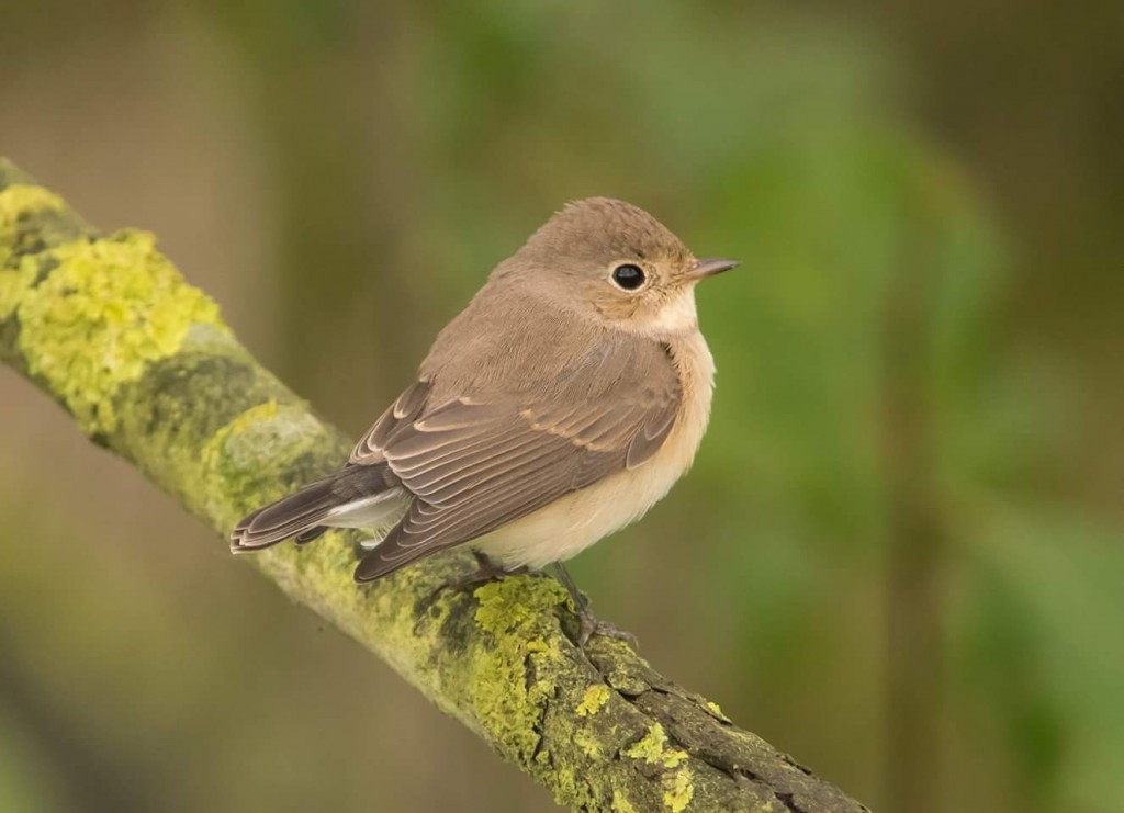 Red-breasted Flycatcher, Bempton Cliffs RSPB, by Justin Carr 