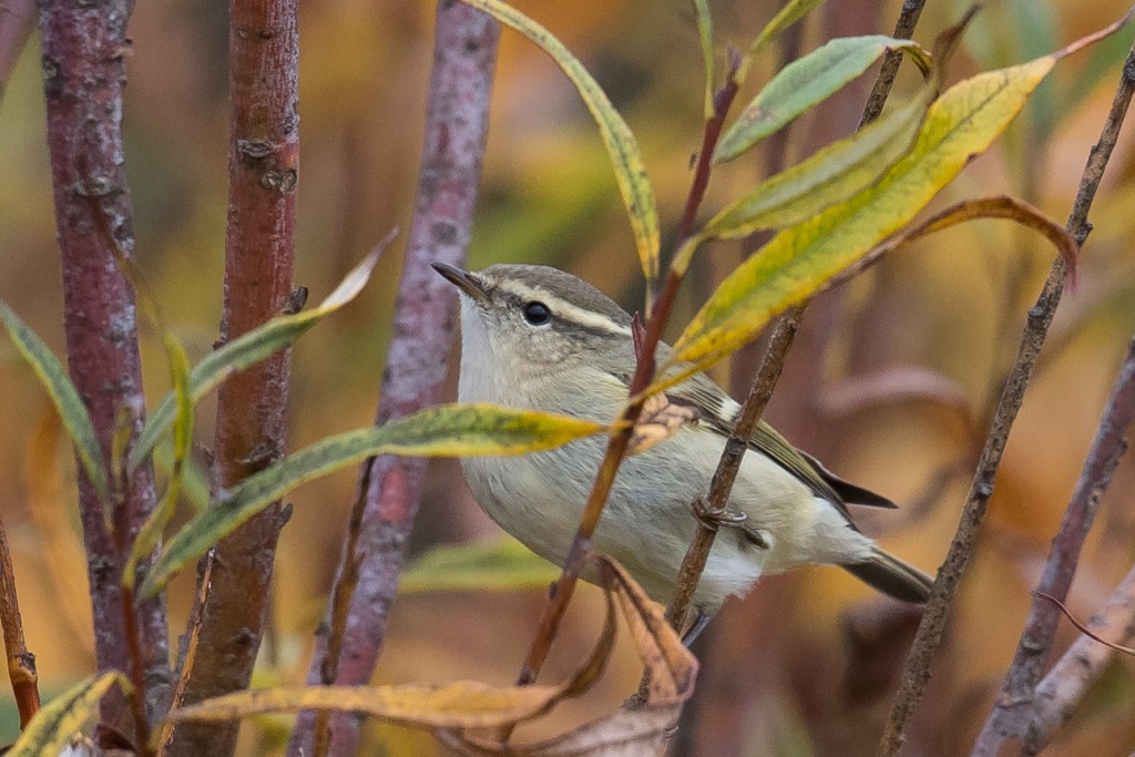 Hume's Warbler, Thornwick Pools, by Andrew Allport