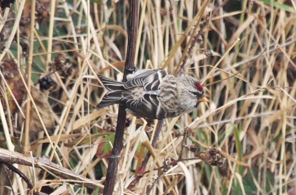 Mealy Redpoll, Gorse Field, by Andy Malley