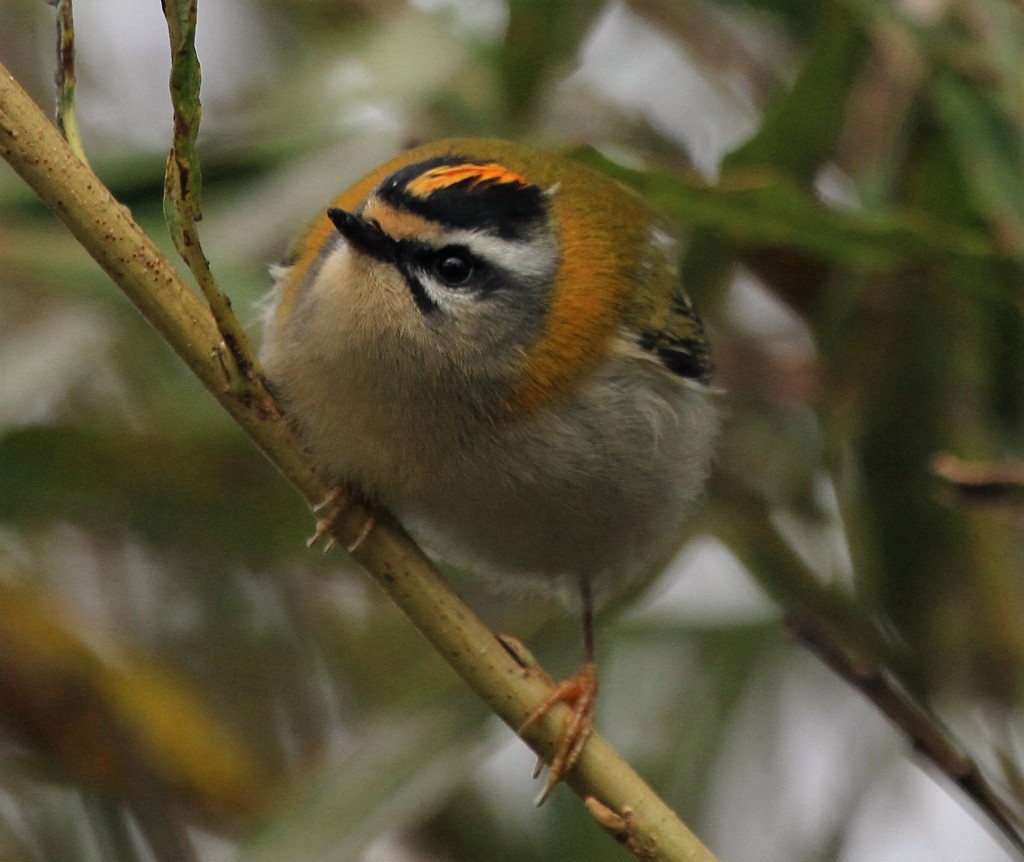Firecrest, Thornwick, by Andy Malley