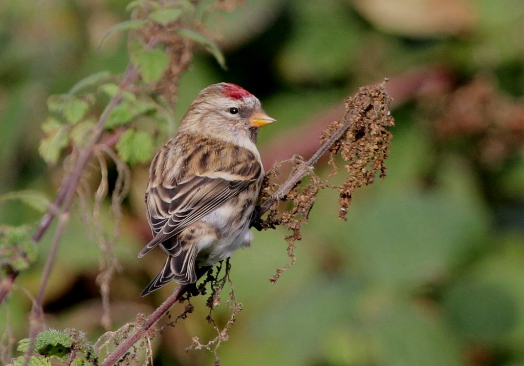 Mealy Redpoll, North Landing, by Andy Malley