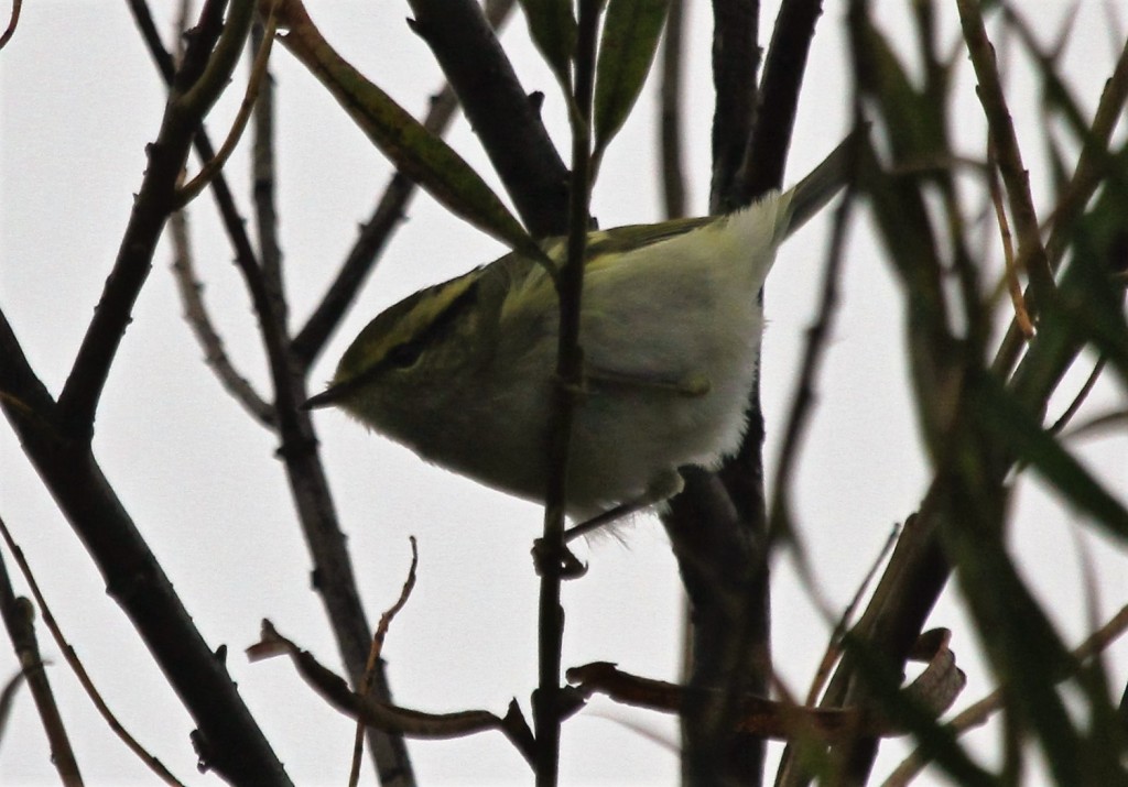 Pallas's Warbler, Thornwick, by Andy Malley