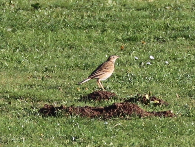 Richard's Pipit, Thornwick cliff top, by John Harwood