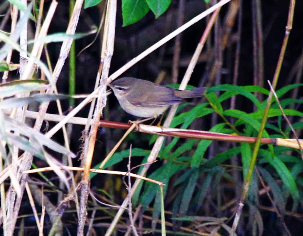 Dusky Warbler, Outer Head, by Andy Malley