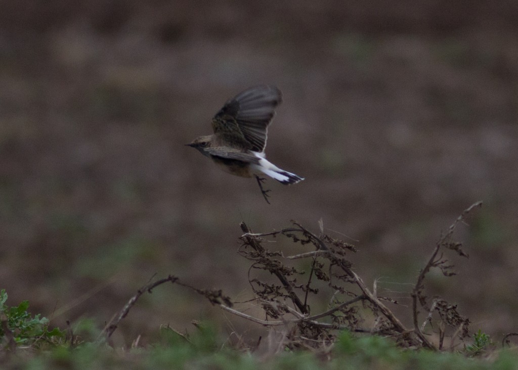 Pied Wheatear, Cattlemere Hole, by Colin Scott