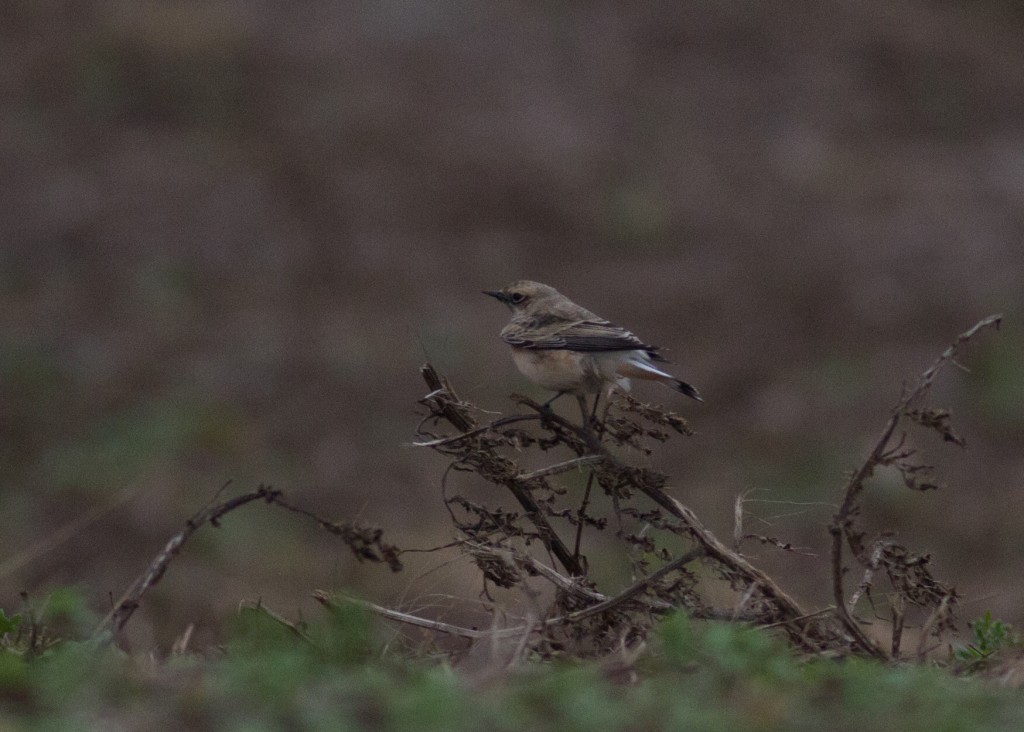Pied Wheatear, Cattlemere Hole, by Colin Scott