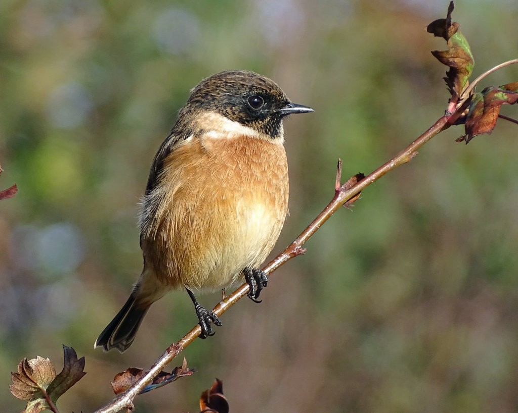 Stonechat, Lighthouse, by June & Malcolm Fox