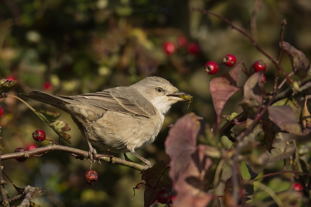 Barred Warbler, Southsea Road, by Andrew Allport