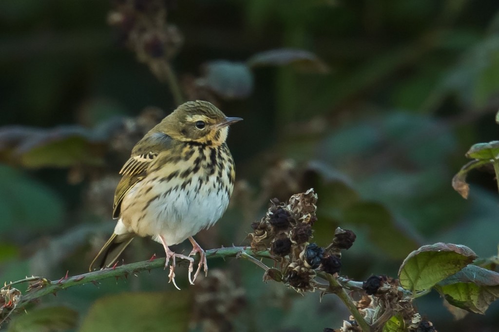 Olive-backed Pipit, outer head, by Andrew Allport