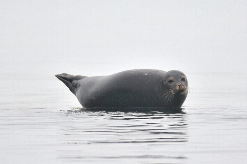 Common Seal, South Landing, by Andy Hood