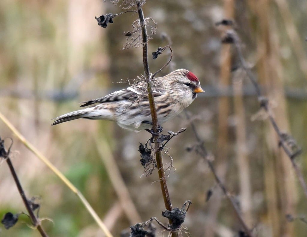 Common Redpoll by Geoff Carr