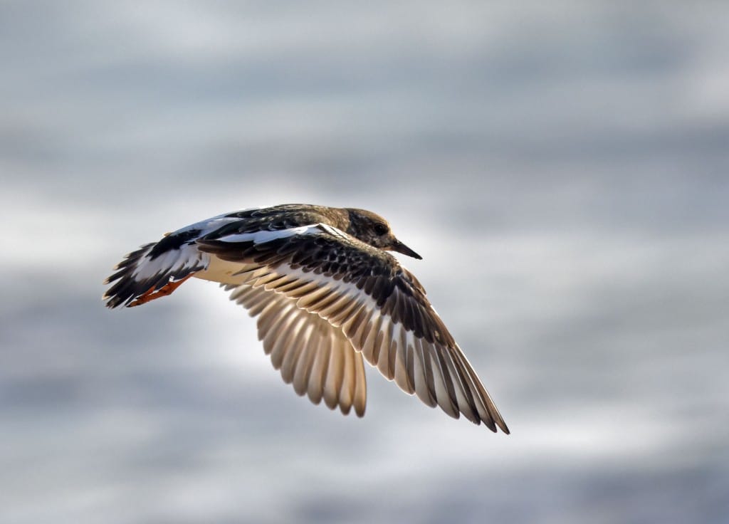 Turnstone at South Landing by Geoff Carr