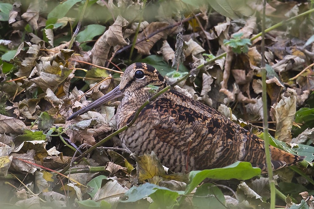Woodcock by Andrew Alport