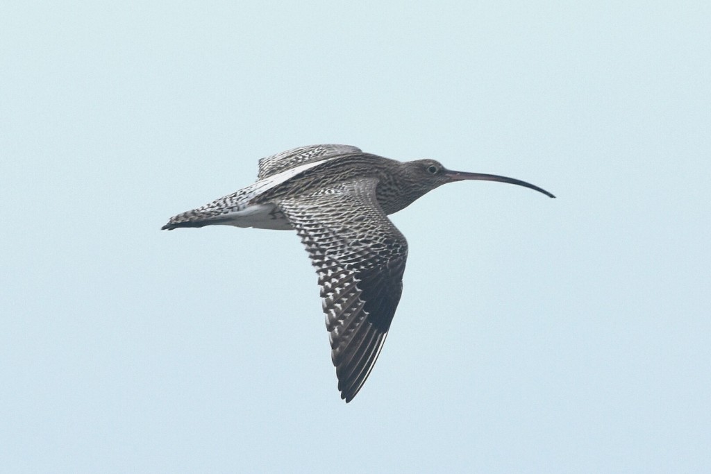 Curlew, South Landing, by Andy Hood