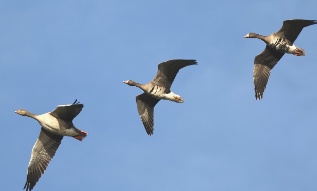 White-fronted Geese with a Greylag, North Marsh, by Craig Thomas