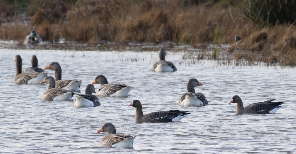 White-fronted Geese with Greylags, North Marsh, by Craig Thomas