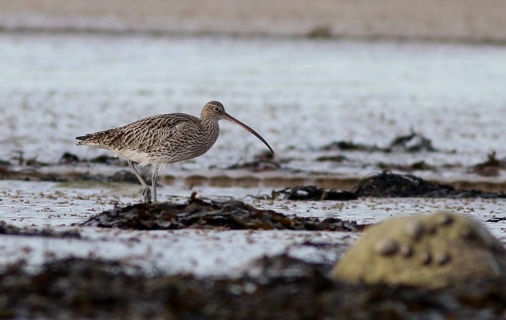 Curlew, South Landing, by Craig Thomas