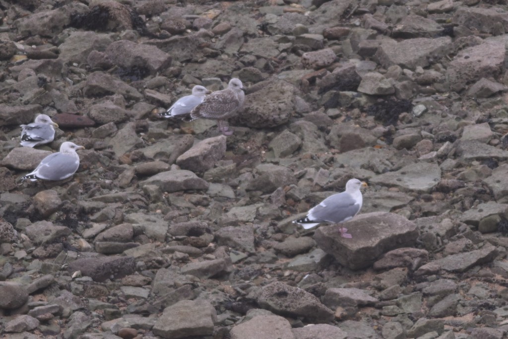 'argentatus' & 'argenteus' Herring Gulls, outer head, by Andy Hood 