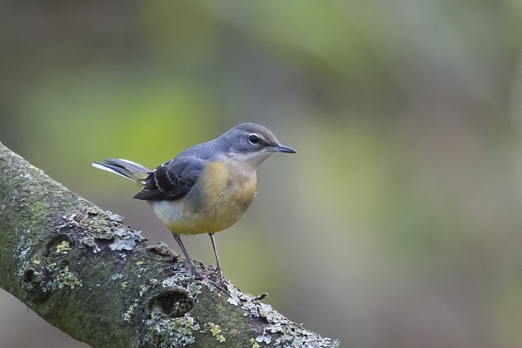 Grey Wagtail, South Landing, by Andrew Allport
